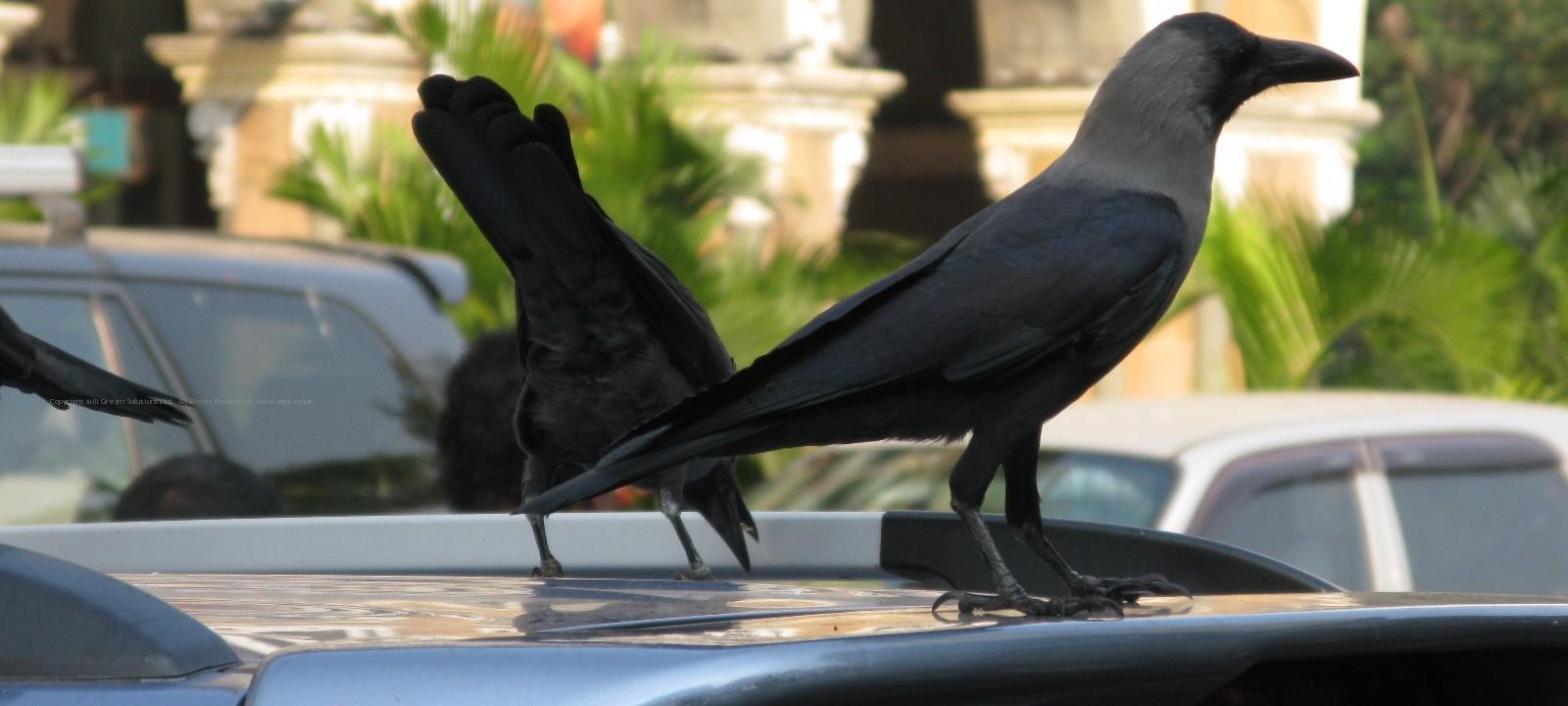 2013-11-07 Mumbai, India.  Crows in the city centre