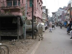 2014-12-16-Varanasi-India-IMG_6310