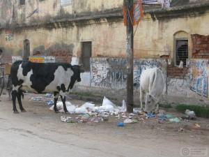 2014-12-18-Varanasi-India-IMG_6365