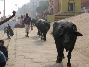 2014-12-19-Varanasi-India-IMG_6547