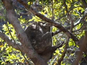 2015-10-15-Townsville-Magnetic-Island-Australia-PA156137