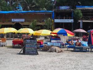 2015-11-13-Arambol-Beach-Goa-India-PB138990